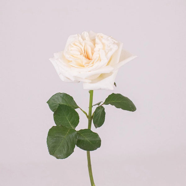 A Garden Bouquet with White O'Hara Roses And Beautiful Peach Juliet Roses -  Celebrated Nest