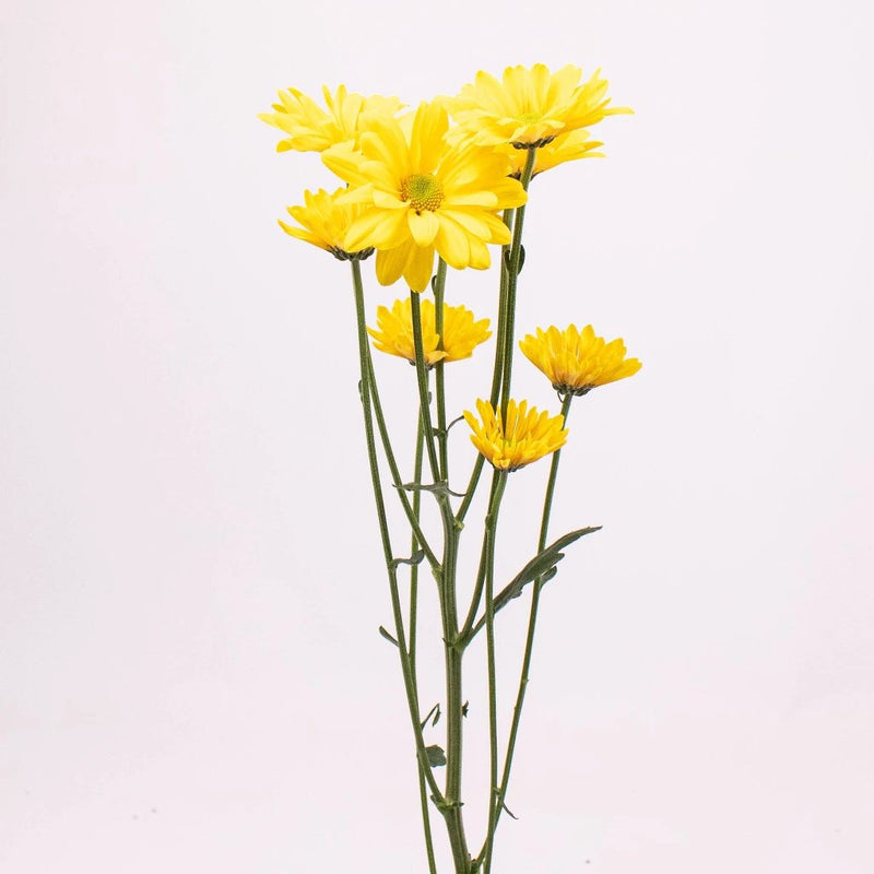 yellow daisy flower images