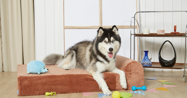 memory foam dog bed