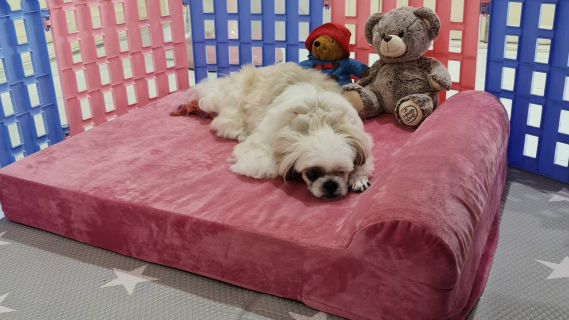 Brixton on the pink Binky Barker bed