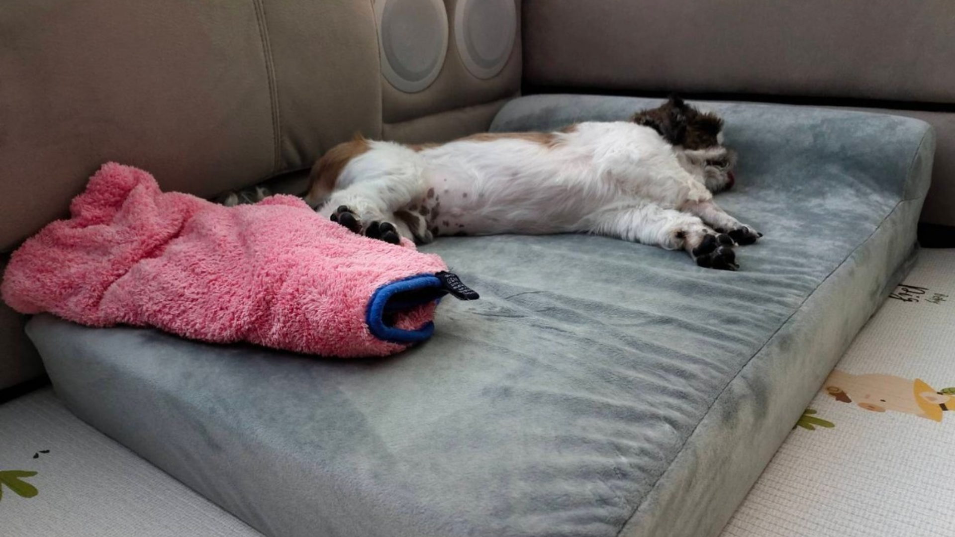 binky barker bed in grey