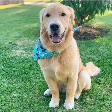 Dog smiling and wearing a blue bandanna while sitting on a lawn