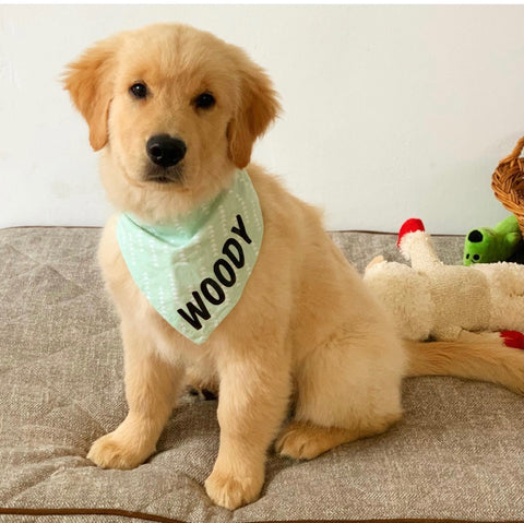 Puppy sitting on a bed wearing a green bandana with the name Woody
