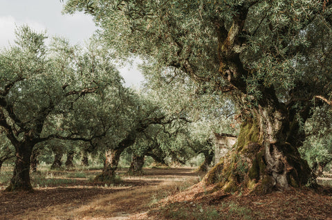 griechenland-olivenoel-felder