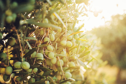 oliveneol-fakten
