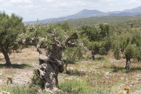 olivenoel-produktion
