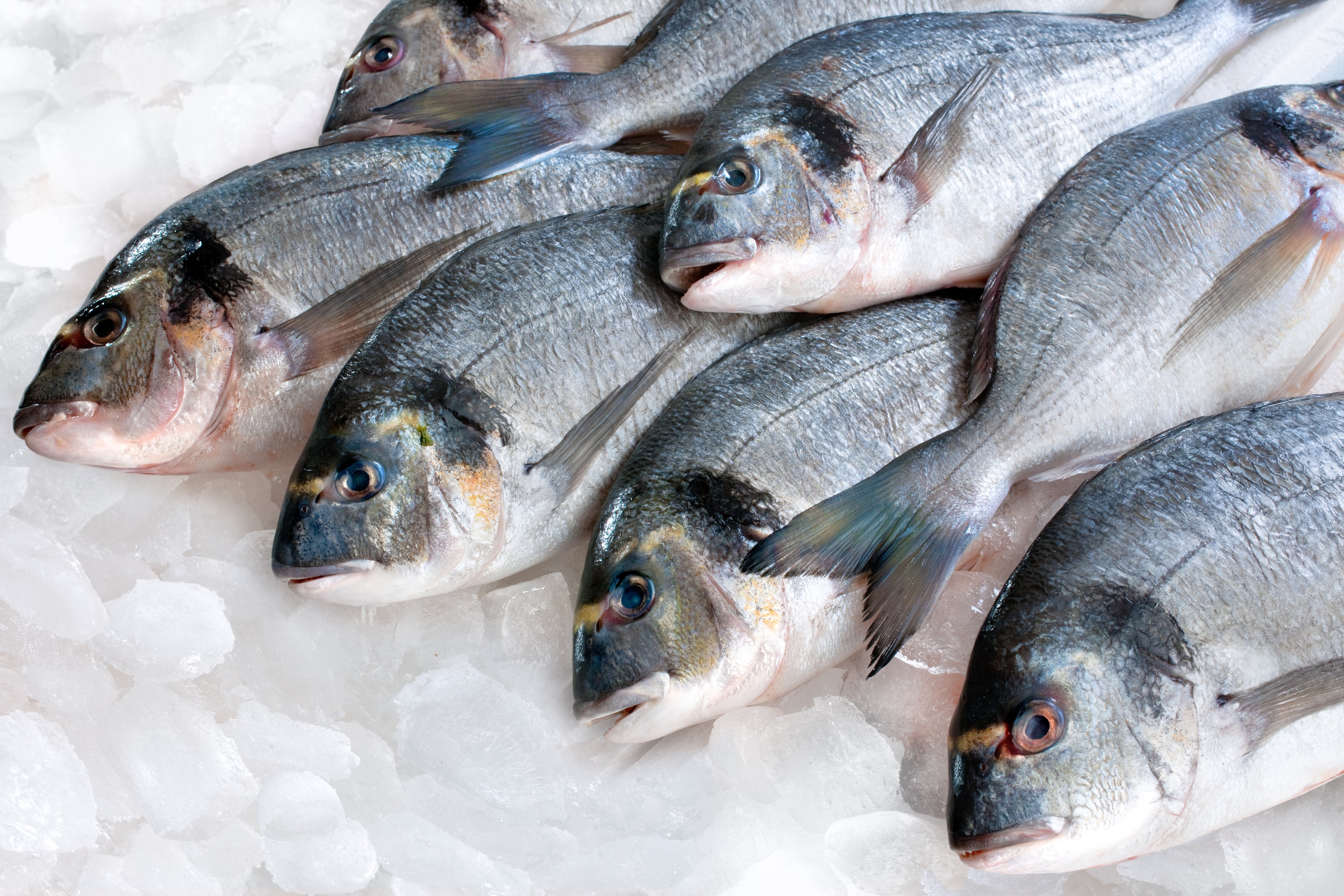 Pescado congelado: Servicios de Pescaderia El Gourmet Del Mar