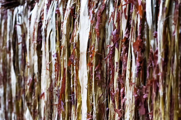 Peeled blackbark in bundles and dried naturally.