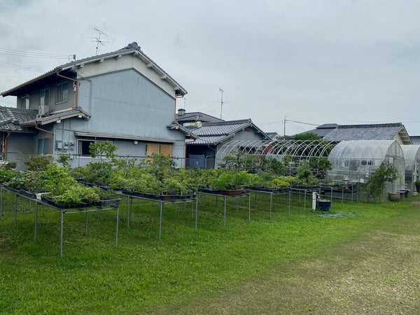 塩津植物研究所 盆栽 五葉松 植物 古物　骨董 樹木