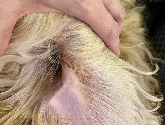Dog scratching inside ear