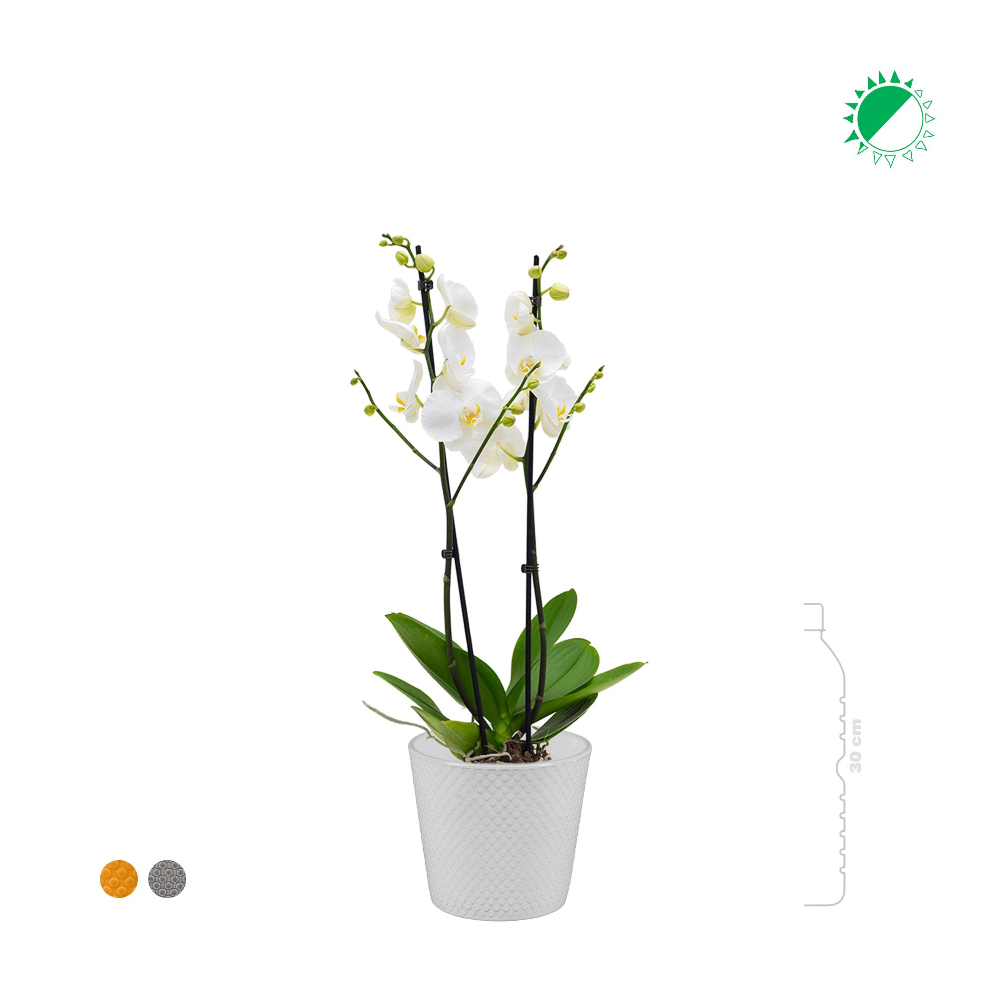 Orchidée Malmo – Boutique Biowork