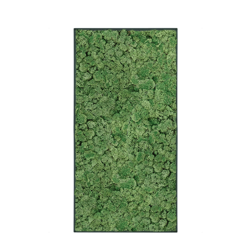 Tableau Lichen Vert mousse 100x50 PLANTES ET POTS DE BUREAUX Anthracite 