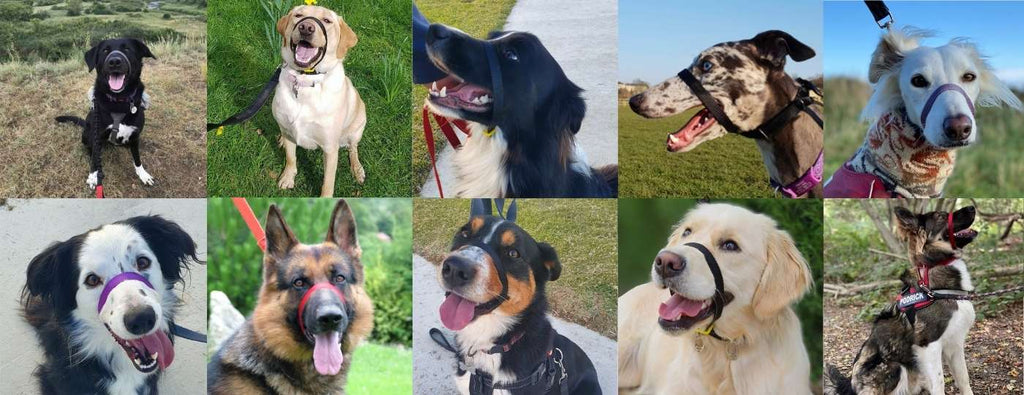 Several dogs wearing Canny Collars