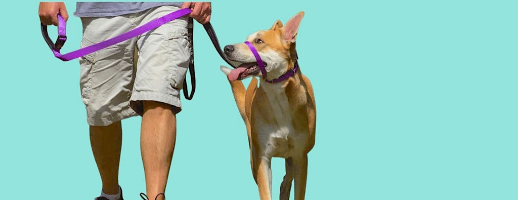 Man outdoors training a dog to walk on a loose lead using a purple Canny Collar