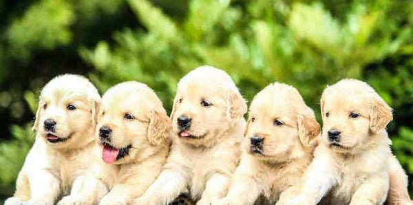 A litter of Golden Retriever puppies