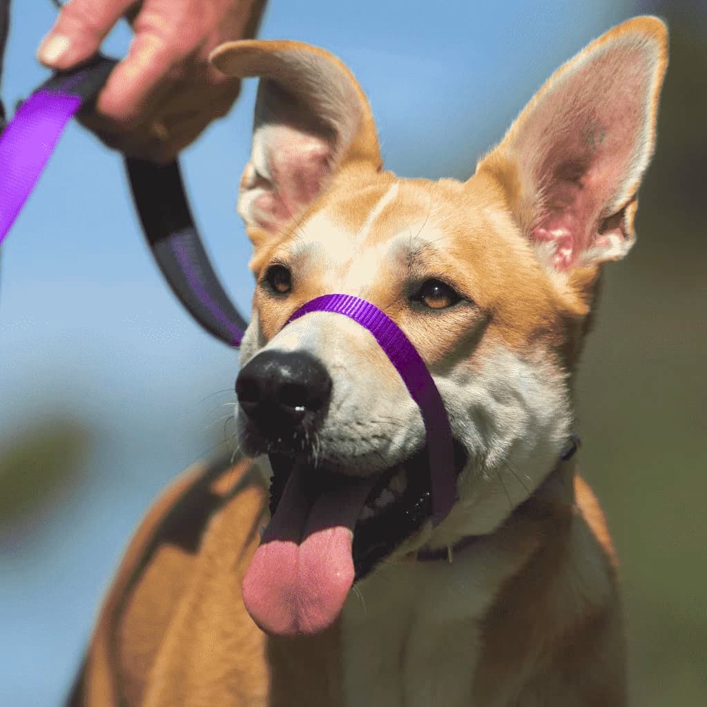 Dog wearing a head collar with mouth open. He can breathe, pant and drink water