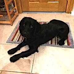 Black working Cocker Spaniel lying on rug