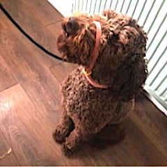 Labradoodle dog wearing a Canny Collar while sitting