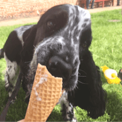 Black and white Cocker Spaniel eating ice cream