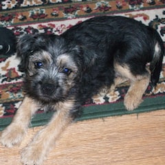 Blue and tan border Terrier puppy lying on rug
