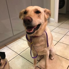 Female golden shepherd dog