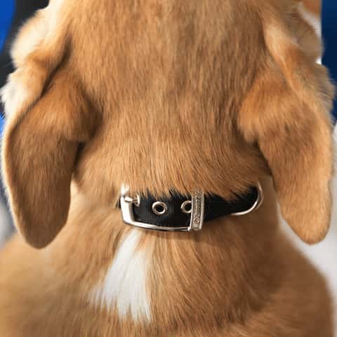 Comment ajuster un Canny Collar étape 1 - attacher le collier autour du cou