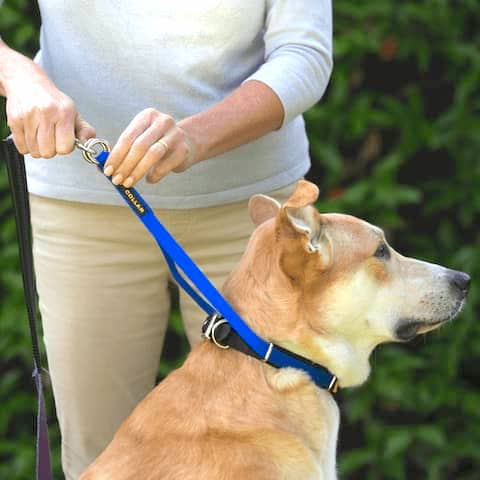 Comment ajuster un Canny Collar étape 3 - attacher la laisse