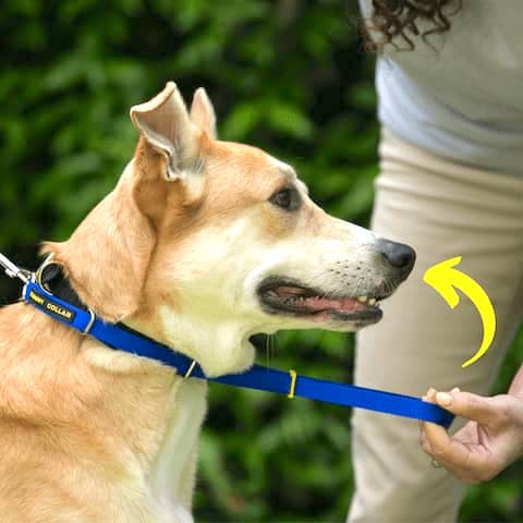 Dog owner placing the noseband of a Canny Collar over their dog's nose