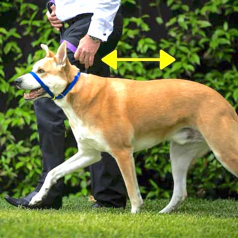 A man training a dog using a head collar