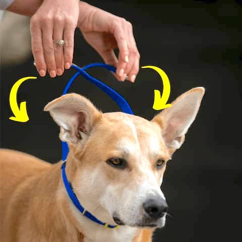 Comment ajuster un Canny Collar étape 7 - croisez le matériel de sangle derrière la tête de votre chien