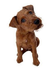 Small brown terrier puppy sitting with head tilted to one side