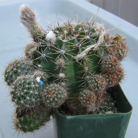 A rare cactus