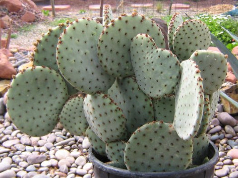 A rare cactus