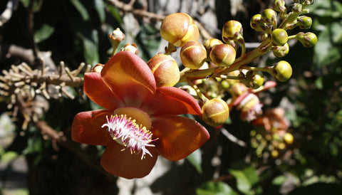 Soufriere Tree flower - the national flower of St. Vincent. Orange petals with a white, pink and yellow stamen.