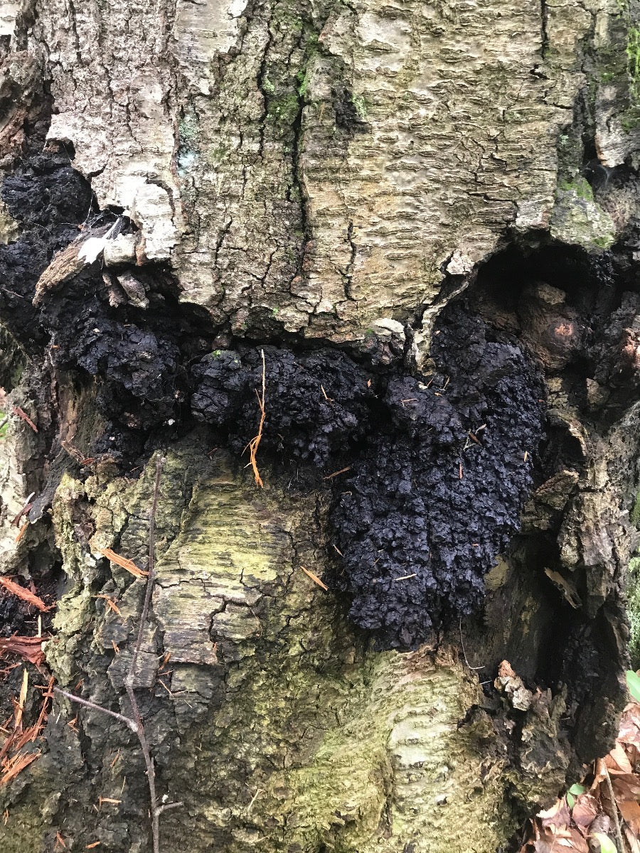 chaga