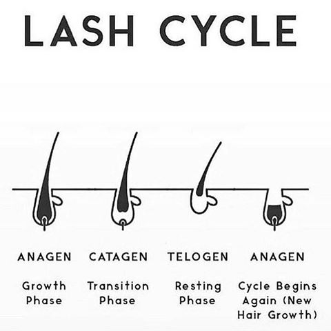eyelash cycle lash extensions last natural eyelashes faq human