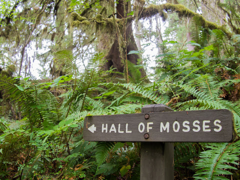 Hoh Rainforest Hall of Moss