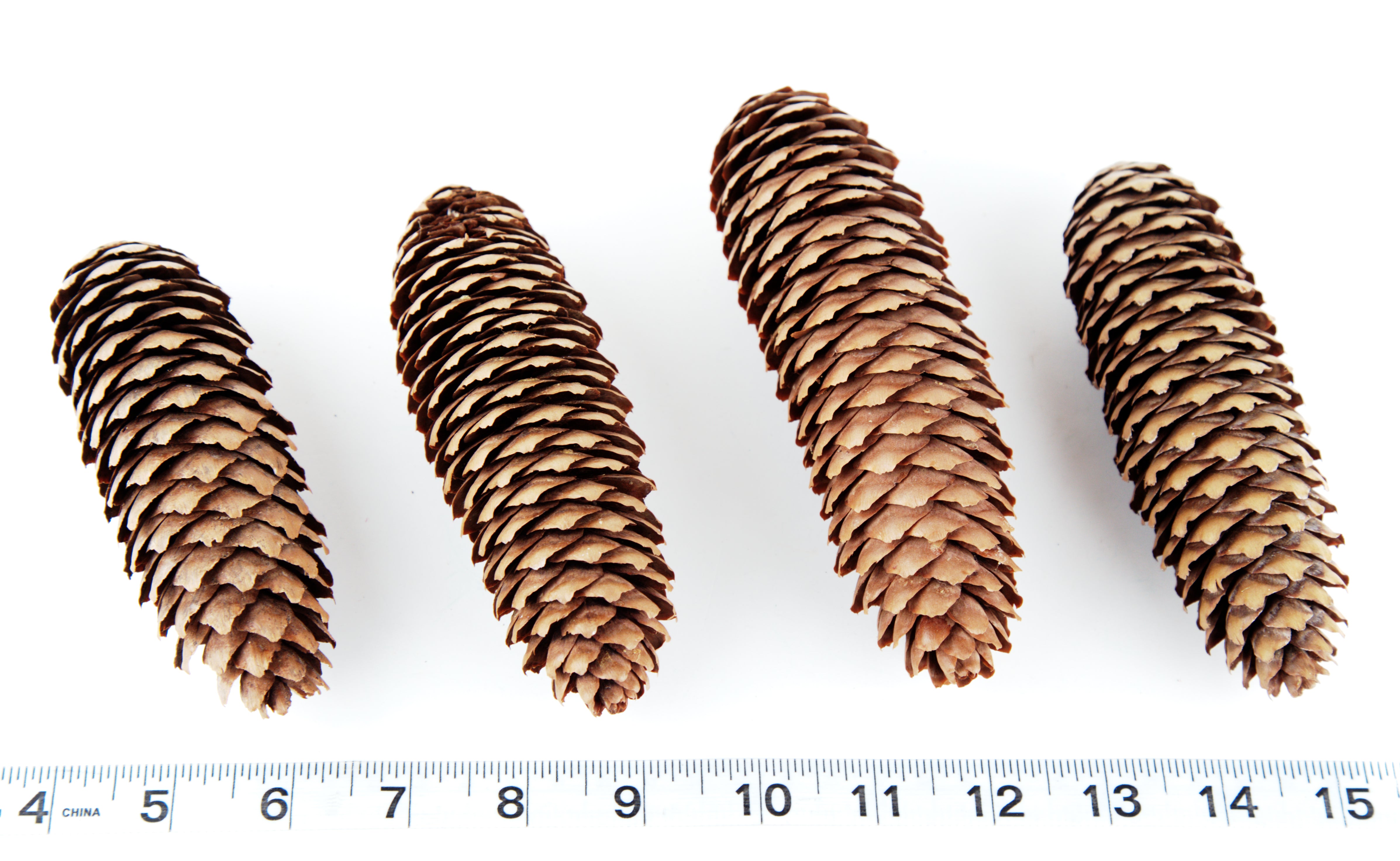 ZZ-TPN-PINESM-12 Pine Cone Small 12 Pack - NATURAL BIRD TOY PARTS