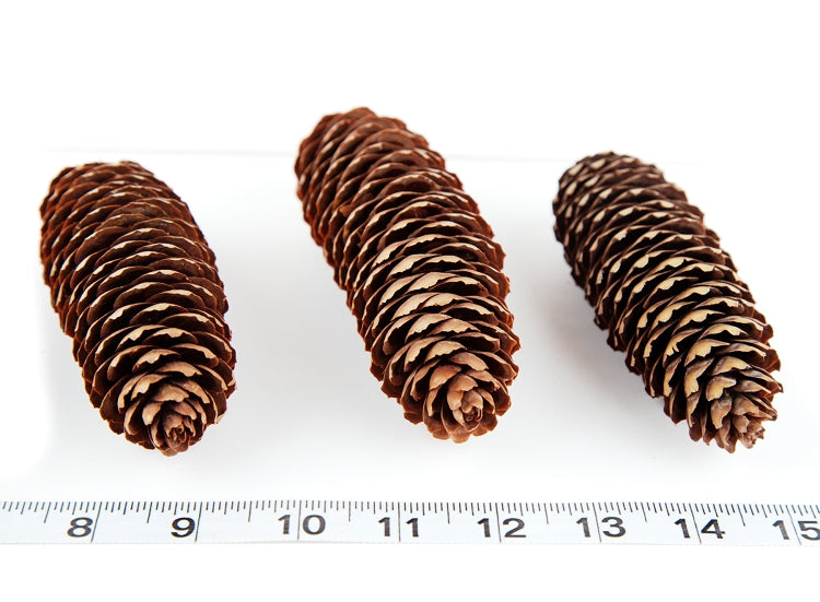 Pine Cones Mini Pinecones In Bulk For Crafts 8oz Pack Of 110 natural