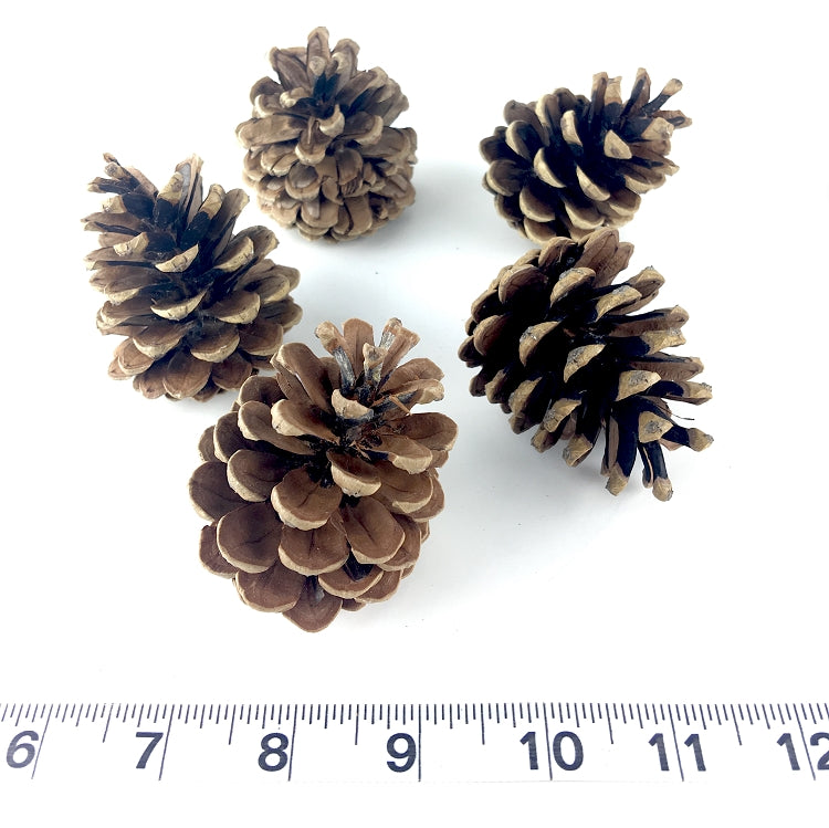 ZZ-TPN-PINESM-12 Pine Cone Small 12 Pack - NATURAL BIRD TOY PARTS