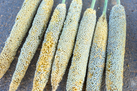 Picked stalks of pearl millet