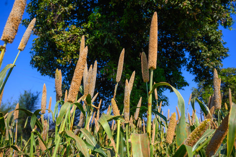 Field of pearl millet stalks