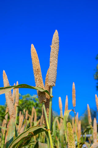 Pearl millet growing in an open field