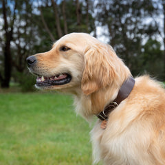 golden retriever with brown leather dog collar