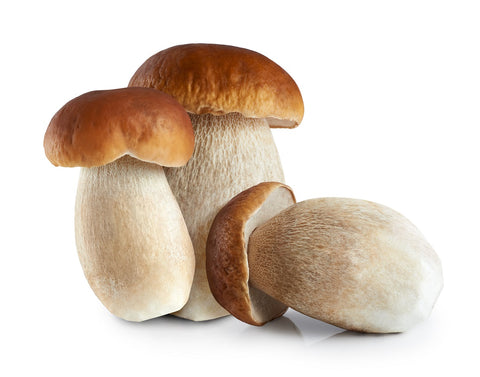 Boletus 