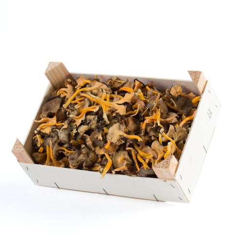 Chanterelle