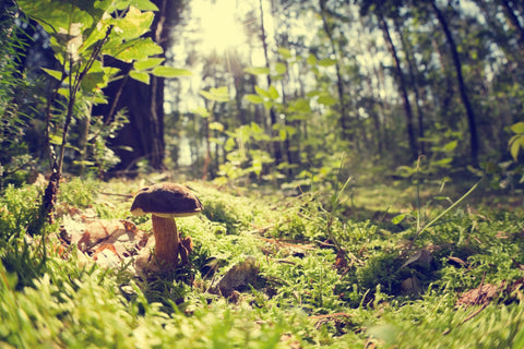 Boletus