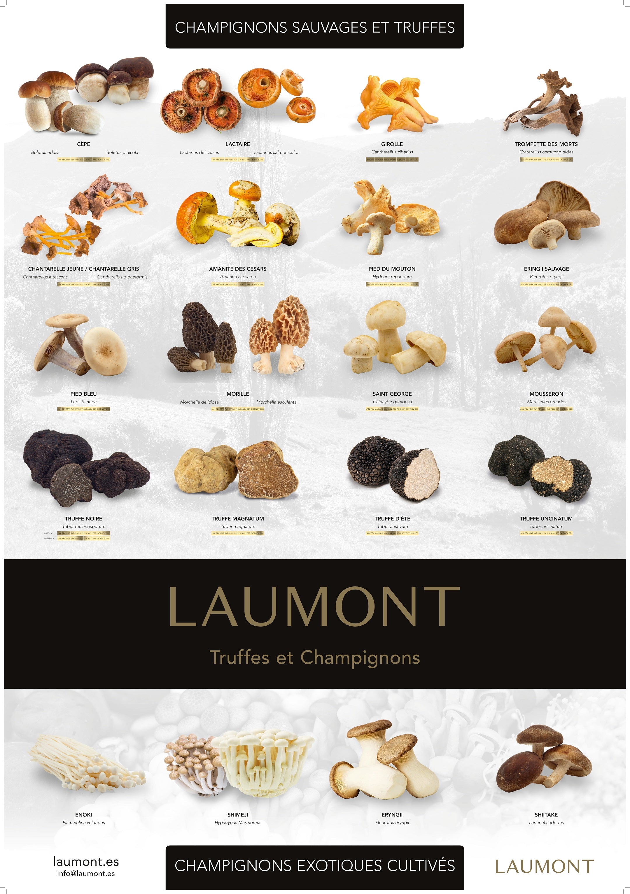 Poster Champignons et Truffes (70cm x 100cm) - LAUMONT FRANCE product image