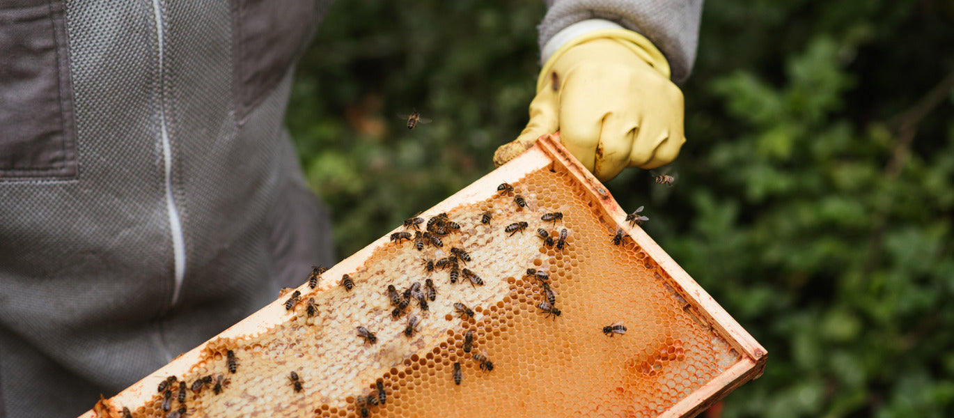 Bienenaktion Lebensraum für Bienen