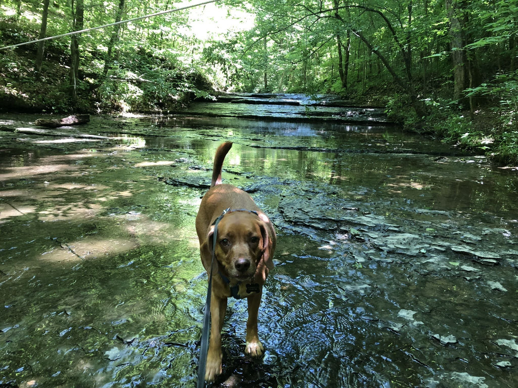 Best dog friendly trails in Nashville